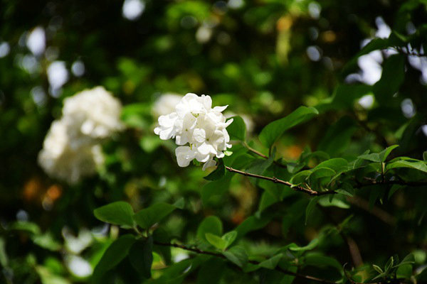 重慶市生態(tài)環(huán)境監(jiān)測中心打造“美麗水源E衛(wèi)士”系統(tǒng)：守護超大城市飲水安全防線