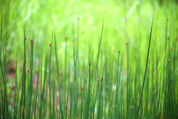 六安市四舉措推深做實“農(nóng)業(yè)綠”